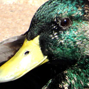 Mallard Ducks