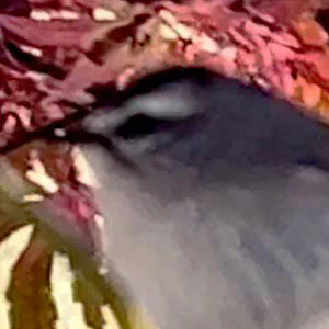 Golden-Crowned Kinglet