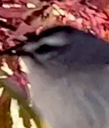 /images/birds/birdpage/goldencrownedkinglet.jpg