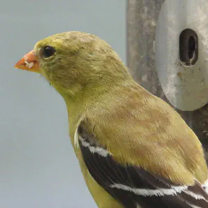 Goldfinch