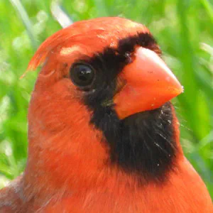 Northern Cardinal