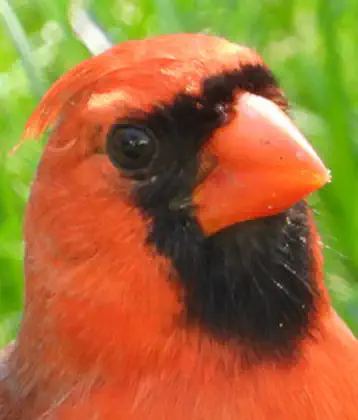 /images/birds/birdpage/northerncardinal.jpg