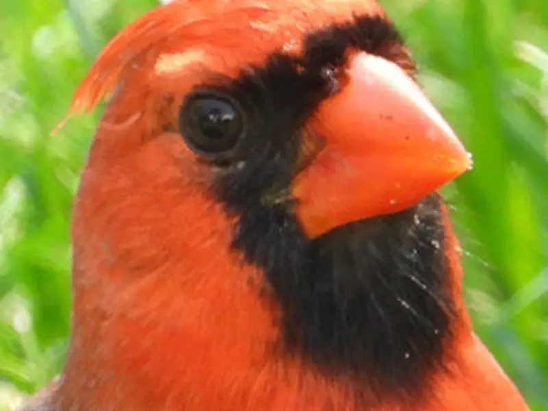 Northern Cardinal
