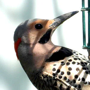 Northern Flicker