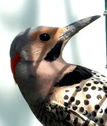 /images/birds/birdpage/northernflicker.jpg