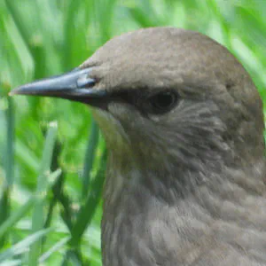 Northern Mockingbird