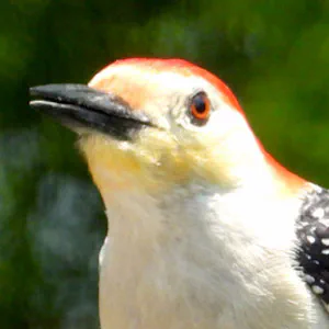 Red Bellied Woodpecker