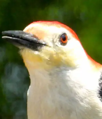 /images/birds/birdpage/redbellywoodpecker.jpg