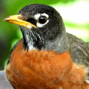 American Robin