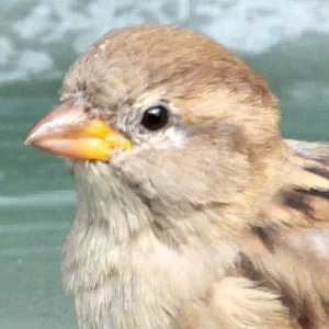 Song Sparrow