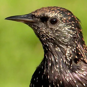 European Starlings