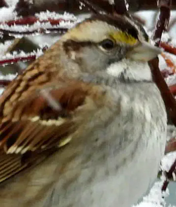 /images/birds/birdpage/whitethroatedsparrow.jpg