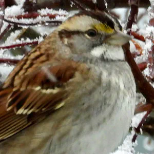 White Throated Sparrow