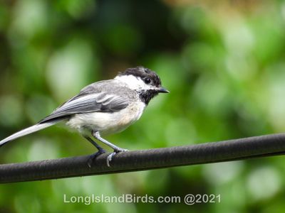 blackcappedchickadee.jpg