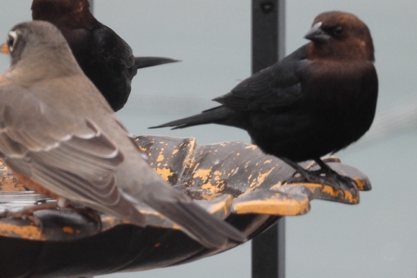 brown-headed cowbird