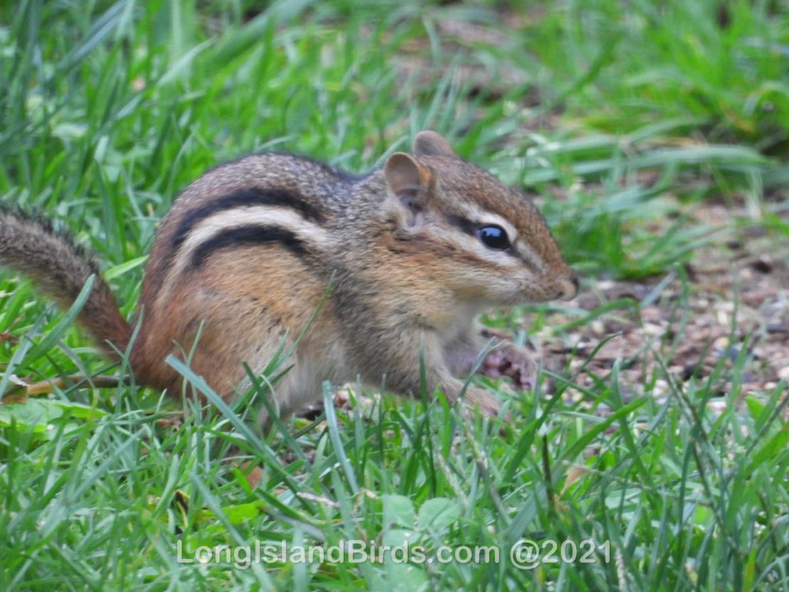 Chipmunks