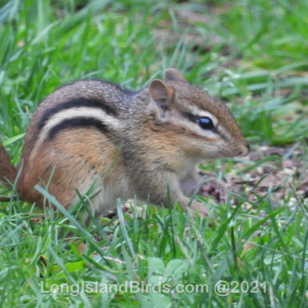 Chipmunks