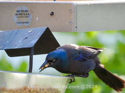 commongrackle.jpg