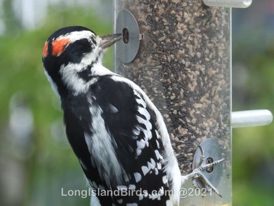 downywoodpecker.jpg