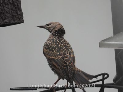 europeanstarling.jpg