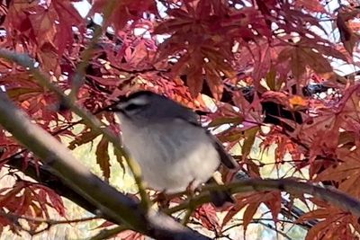 golden-crowned-kinglet_1.jpg