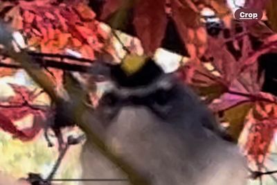 golden-crowned-kinglet_2.jpg