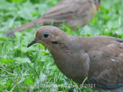 mourningdove.jpg