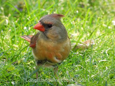 northerncardinalfemale.jpg