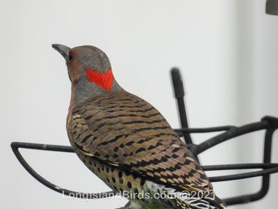 northernflicker.jpg