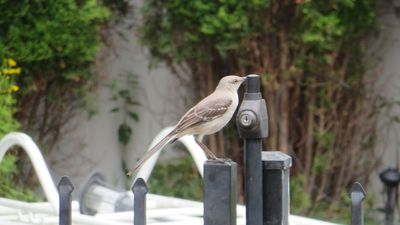 northernmockingbird.jpg