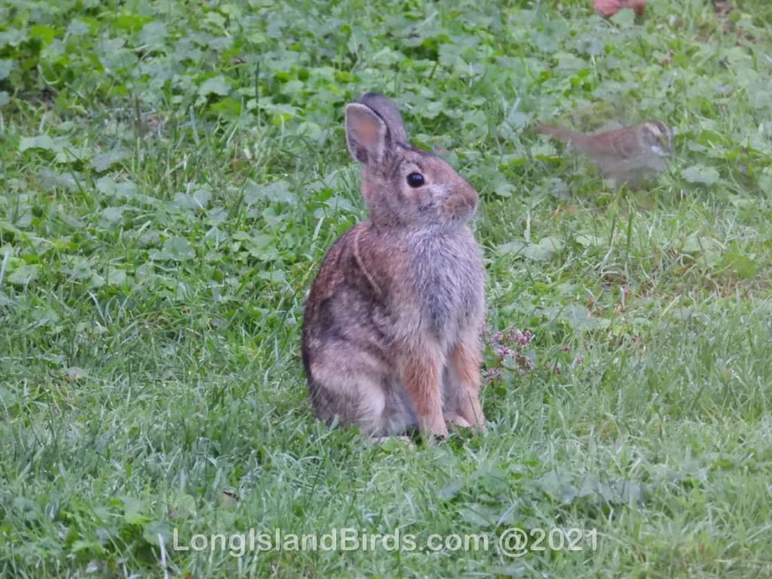 Rabbits