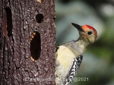 redbelliedwoodpecker.jpg