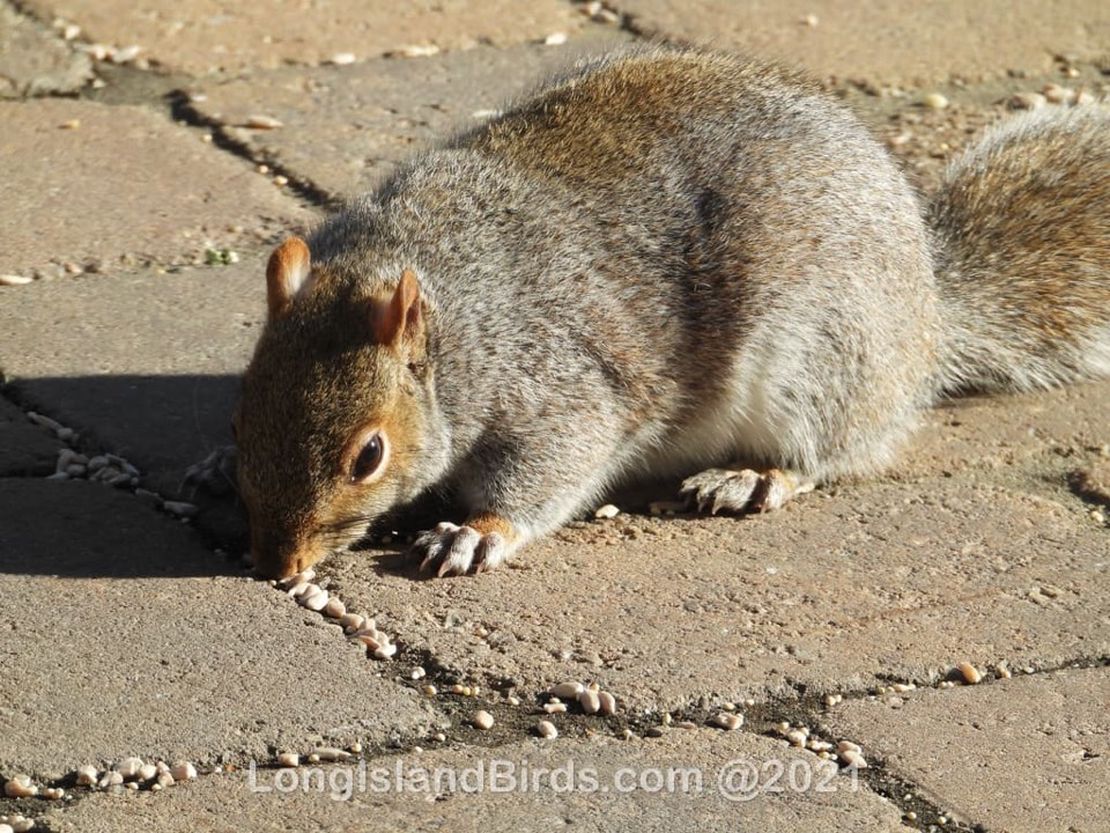 Squirrels